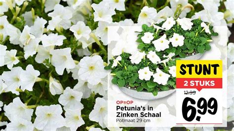 Petunia S In Zinken Schaal Aanbieding Bij Vomar 1Folders Nl