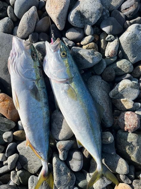 トヤマタロウさんの2024年04月26日金の釣行富山県 富山湾 アングラーズ 釣果500万件の魚釣り情報サイト