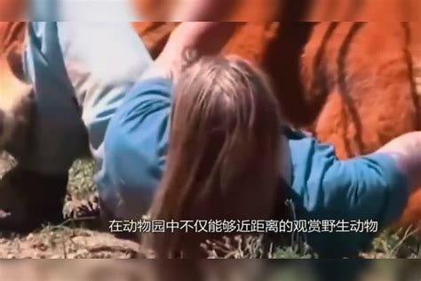 男子隔着玻璃给了老虎一个吻，当场被打了一巴掌，镜头记拍下此幕