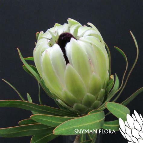 Protea White Pride South African Fresh Flower Exporters