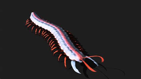 Centipede Animation Test Blender Animation Primeval Revelations