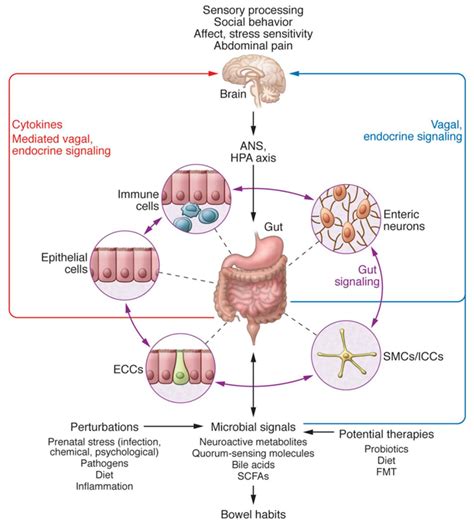 Bidirectional Interactions Within The Brain Gut Microbiome Bgm System