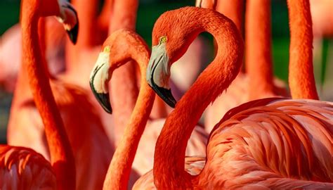 What Animals Eat Flamingos? | Animals - mom.me