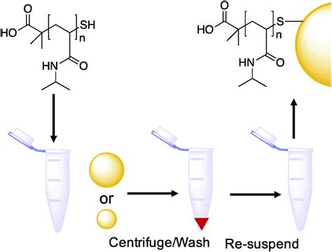 Co Operative Transitions Of Responsive Polymer Coated Gold