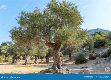 Old Olive Grove In The Mountains In Cyprus Olive Trees On A Sunny Day