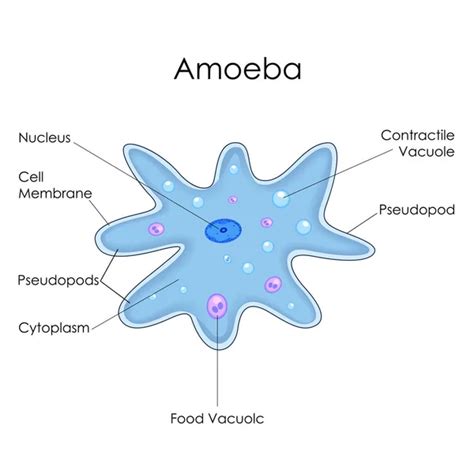 Carta Educativa De Biolog A Para El Diagrama De Amoeba