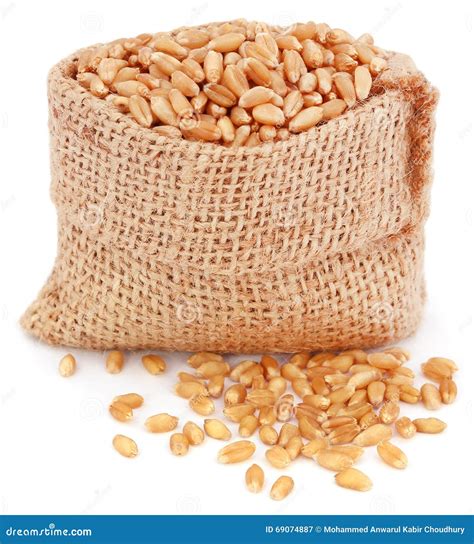 Wheat In A Sack Bag Stock Image Image Of Healthy Seed 69074887