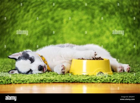 Can A Dog Die From Eating Carpet