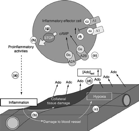 Role of A 2 adenosine receptors in delayed negative feedback | Download ...