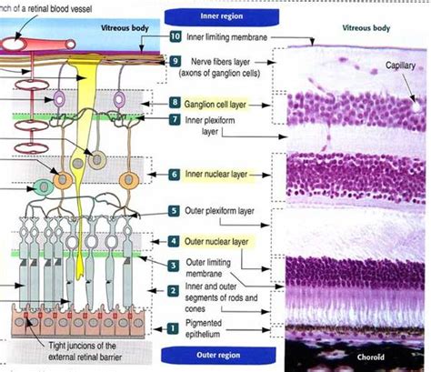 10 Layers Of Retina