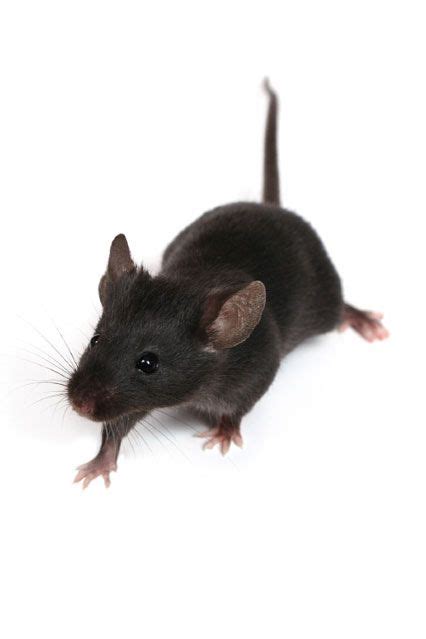 Black Mouse Pest Control Rodent Control Flea Prevention