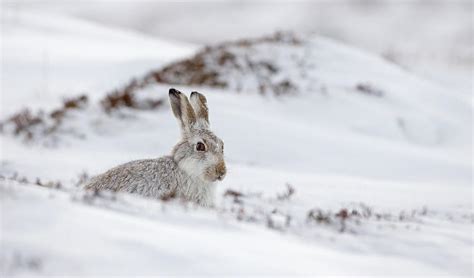 Mountain Hare In Deep Snow Photograph by Peter Walkden