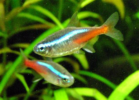 Ikan Neon Tetra | Aneka Ikan Laut dan Tawar Banyuwangi