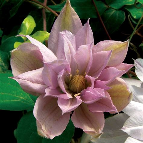 Clematis Violet Elizabeth Clearview Horticultural Products