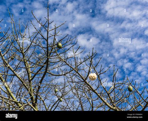 Ceiba Speciosa Fruit Hi Res Stock Photography And Images Alamy