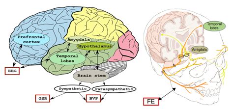 Brain Areas Graphical Depiction Of The Inter Relations Between Brain