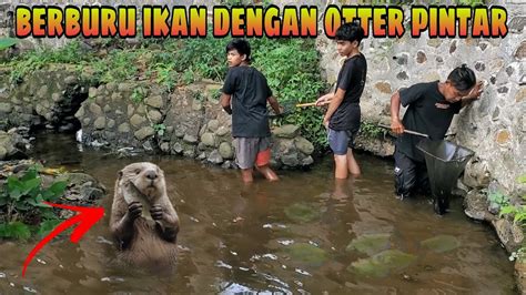 Berburu Ikan Disungai Bersama Oki Si Berang Berang Pintar Bakar Ikan