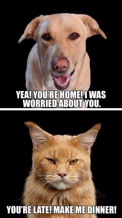 Funny cat and dog memes – Artofit