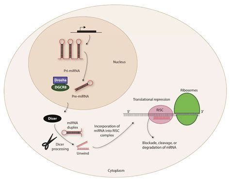 Cells Free Full Text The Role Of MicroRNAs In NK Cell Development