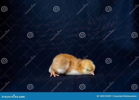 Close Up Rhode Island Red Baby Chick On Dark Black Cloth Texture Stock