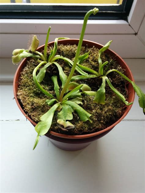 Help My Venus Fly Trap Is Dying And Dont Know How To Fix It Any Ideas Thanks Gardening