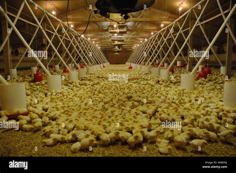 Four Day Old Chicks Organic Poultry Farm Uk Europe Stock Photo Alamy