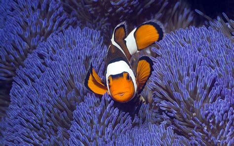 Wallpaper Animals Nature Blue Underwater Coral Reef Clownfish