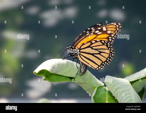 Side View Of A Female Monarch Butterfly Danaus Plexippus Laying Eggs On Milkweed Asclepias