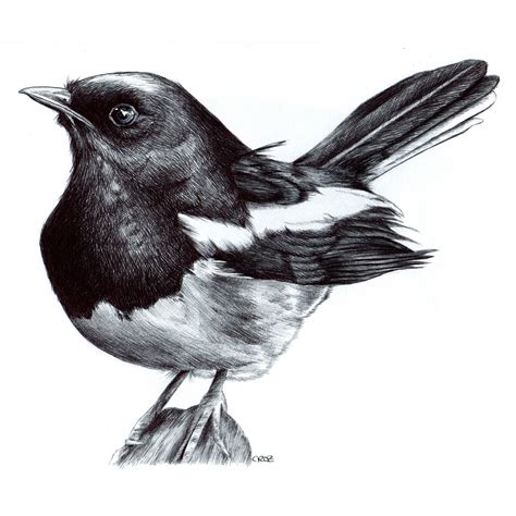 Magpie Art Print, Bird Drawing, Original Artwork, Giclee Print, Nature ...