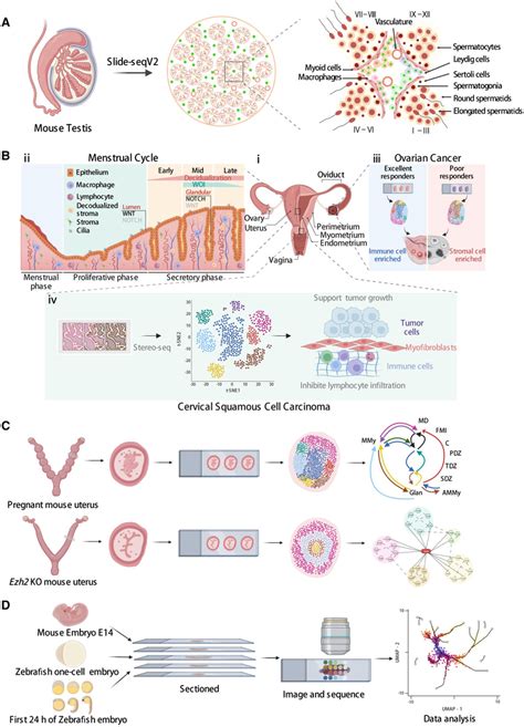 Applications Of Spatial Transcriptomics Technologies In Reproductive