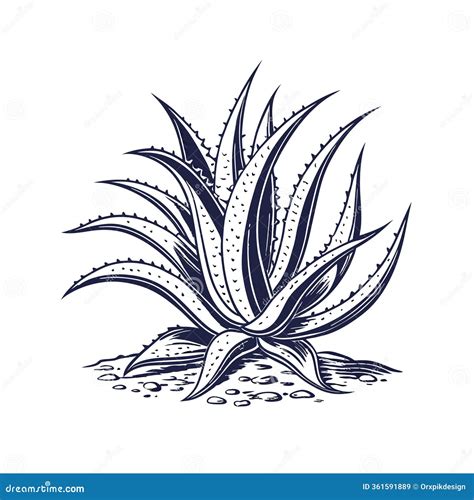 Agave Americana Vector | CartoonDealer.com #320820153