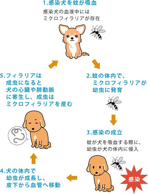 【フィラリア予防】姫路・加古川・神戸の動物病院 エルザ動物病院