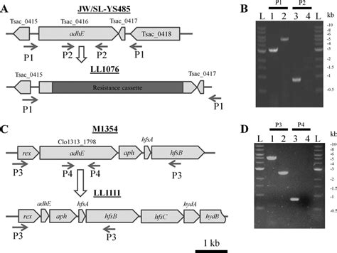 Deletion Of Adhe And Pcr Confirmation In T Saccharolyticum And C