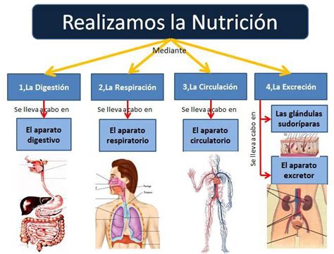 Realiza un organizador gráfico resumiendo las etapas de la función de