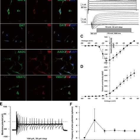 DA Neurons Derived From IDPs Expressed Mature Neuron Markers And