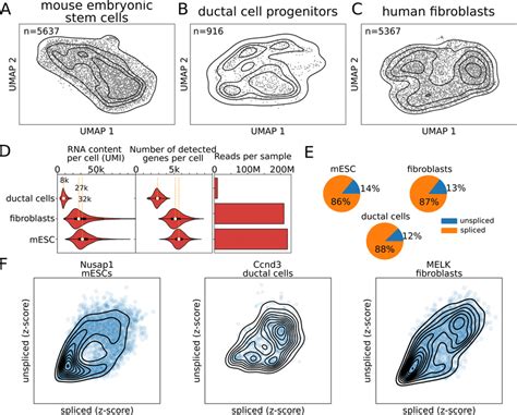 Single Cell Rna Sequencing Data Show The Rna Velocity Patterns Umap