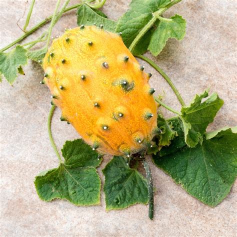 African Horned Cucumber