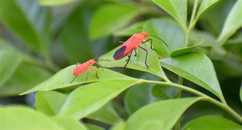 Maple Bugs Aka Boxelder Beetles Gardening At Usask College Of Agriculture And Bioresources