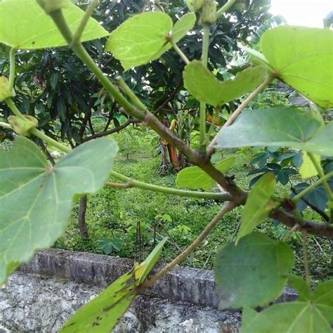 Jual Diskon 15 Batang Stek Pohon Waru Laut Herbal Bibit Unggul Di Lapak