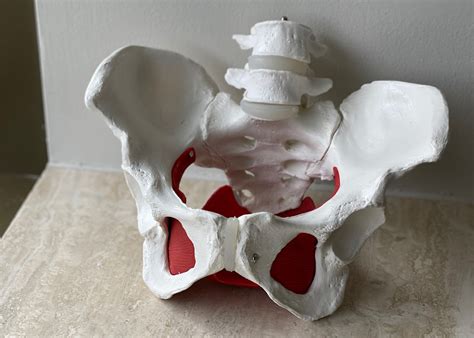 The Truth About Kegels – Thrive Again