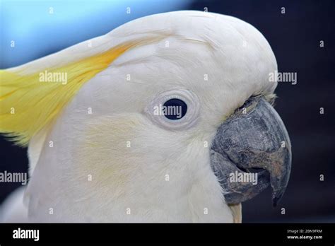 Sulphur Crested Cockatoo Cacatua Galerita Stock Photo Alamy