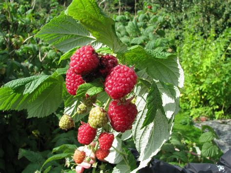 Organic Dried Raspberry Leaf Rubus Idaeus Cut And Sifted Etsy