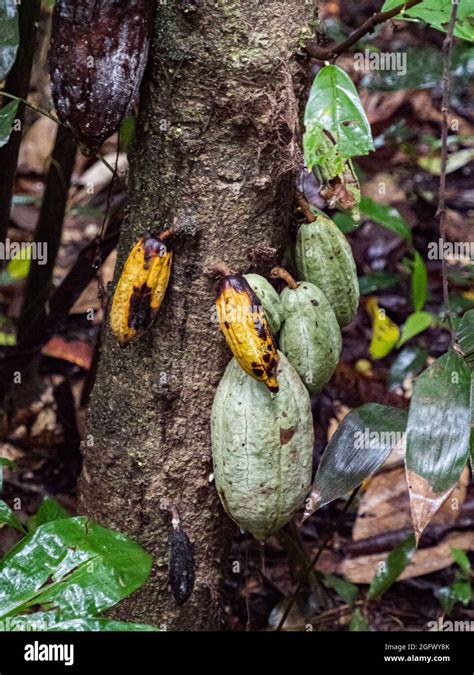 Cocoa Tree With Fruits Ripe And Not Ripe In The Amazon Rainforests