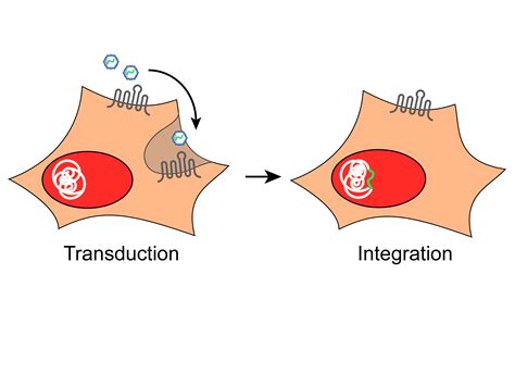 Team:Freiburg/Project/The viral vector - 2014.igem.org