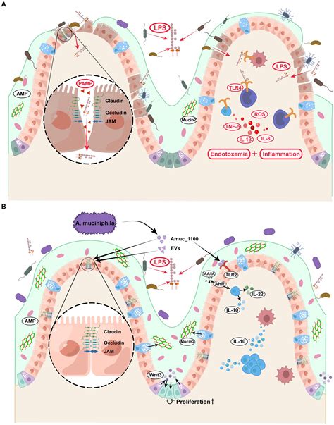 Frontiers Function Of Akkermansia Muciniphila In Type 2 Diabetes And