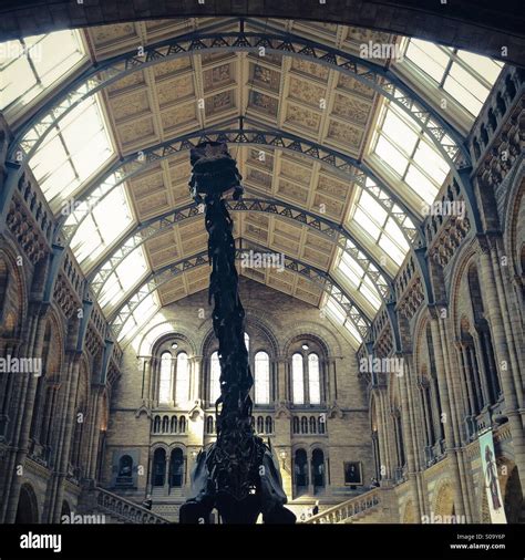 Natural history museum london dinosaur hi-res stock photography and ...