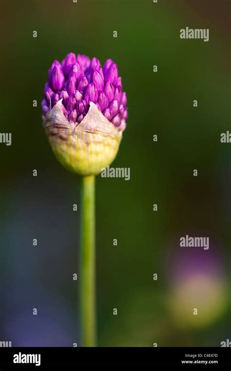 Allium Hollandicum Purple Sensation Ornamental Onion Flower Emerging