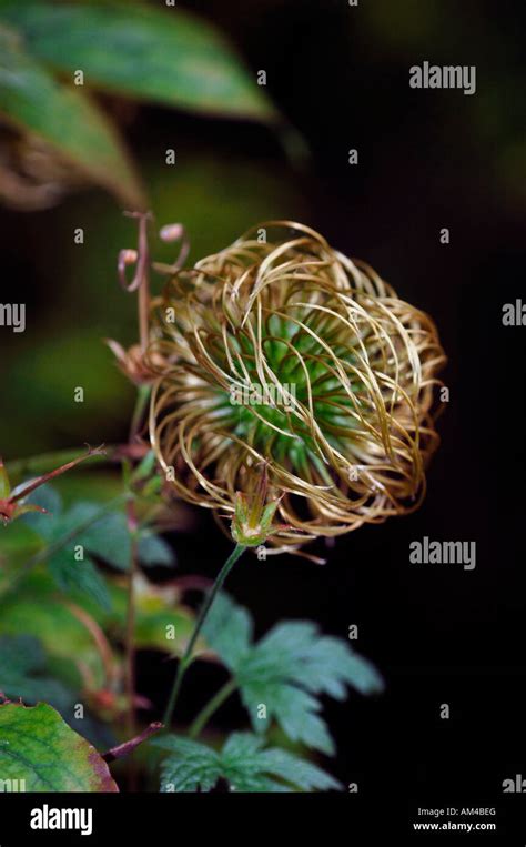 An Unusual Looking Clematis Seed Head Stock Photo Alamy