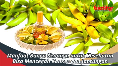 Manfaat Bunga Kenanga Untuk Kesehatan Bisa Mencegah Kanker Biotifor