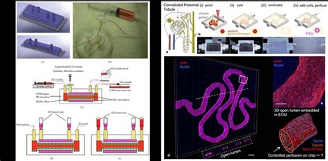 Tubule On A Chip Systems A Bioartificial Renal Tubule Device Designed Download Scientific